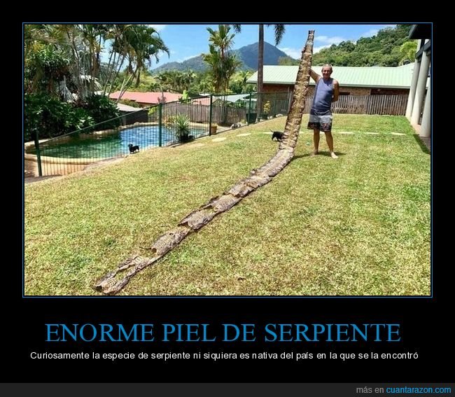 piel,serpiente,wtf