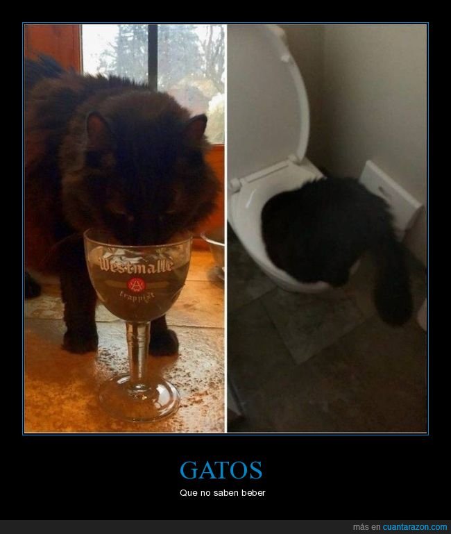 gatos,bebiendo,v&aacute;ter