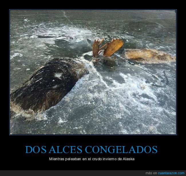 alces,congelados,pelea