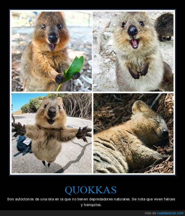 quokkas,depredadores,felices