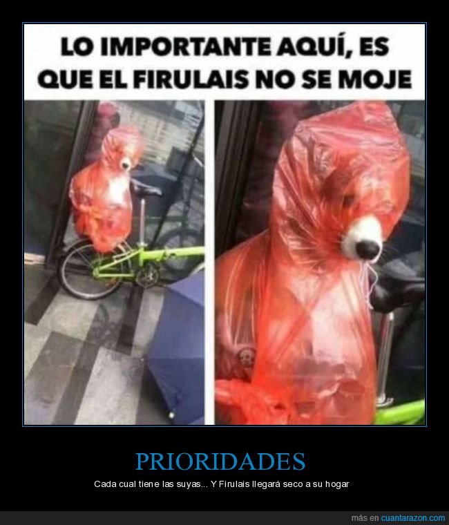 perro,chubasquero,mojarse