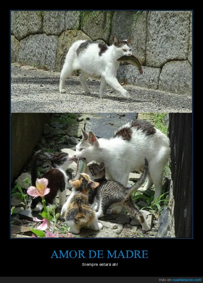 gatos,madre,pescado,comida