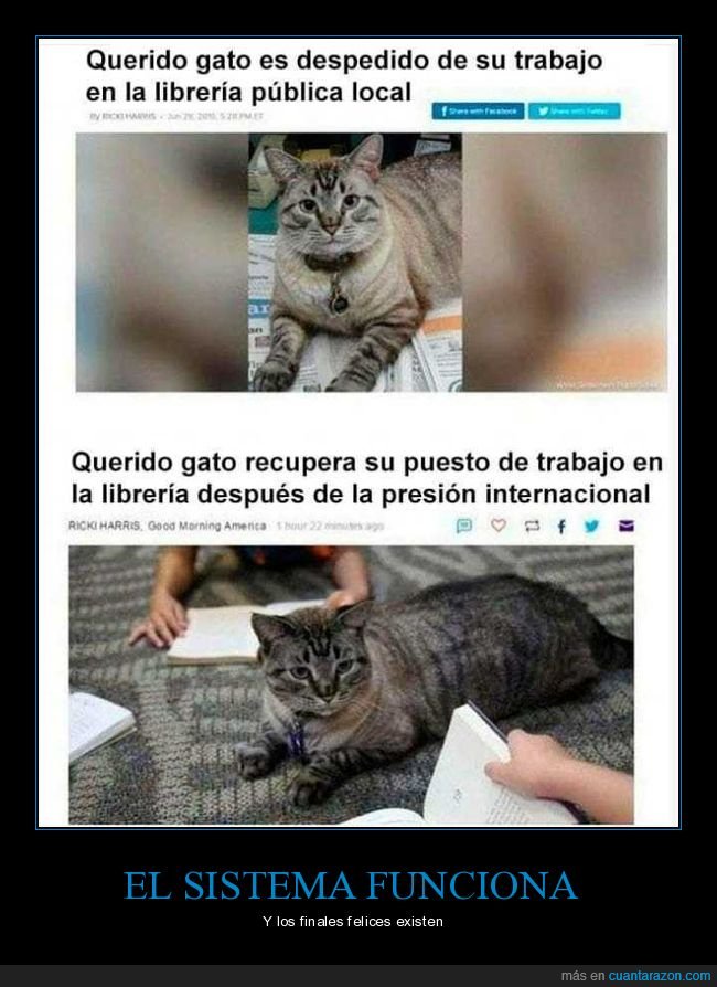 gato,despedido,librería,recuperar,trabajo,presión internacional