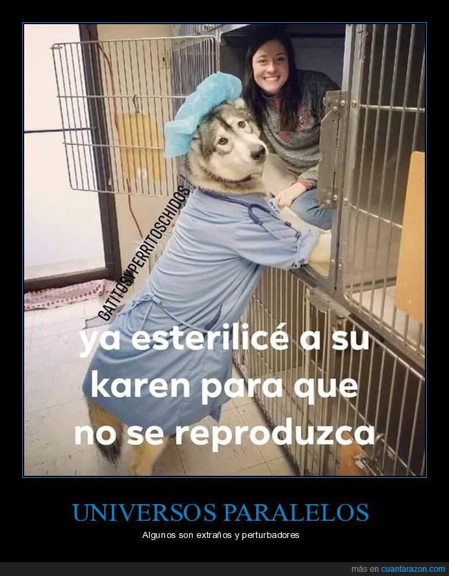 perro,esterilizar,absurdo