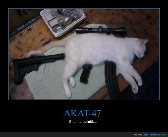 gatos,armas