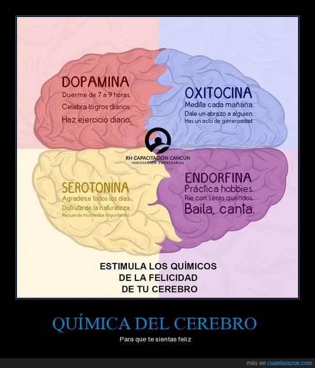 cerebro,química,dopamina,endorfina,serotonina,oxitocina