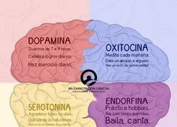 Enlace a Cómo estimular los químicos de la felicidad del cerebro