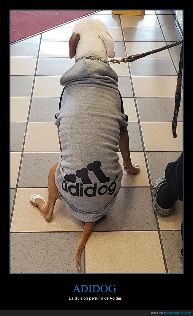 adidog,adidas,perros