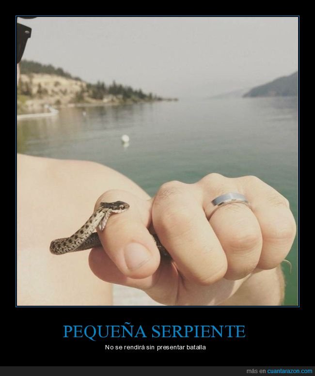 serpiente,peque&ntilde;a,mordisco