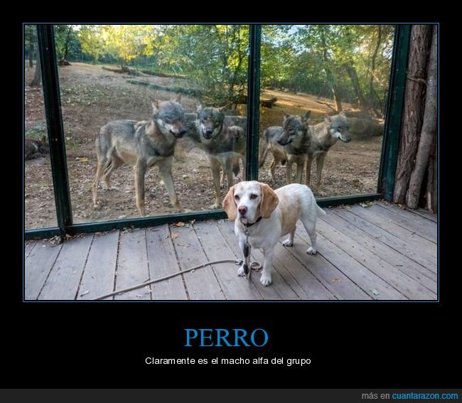 perros,lobos,zoo