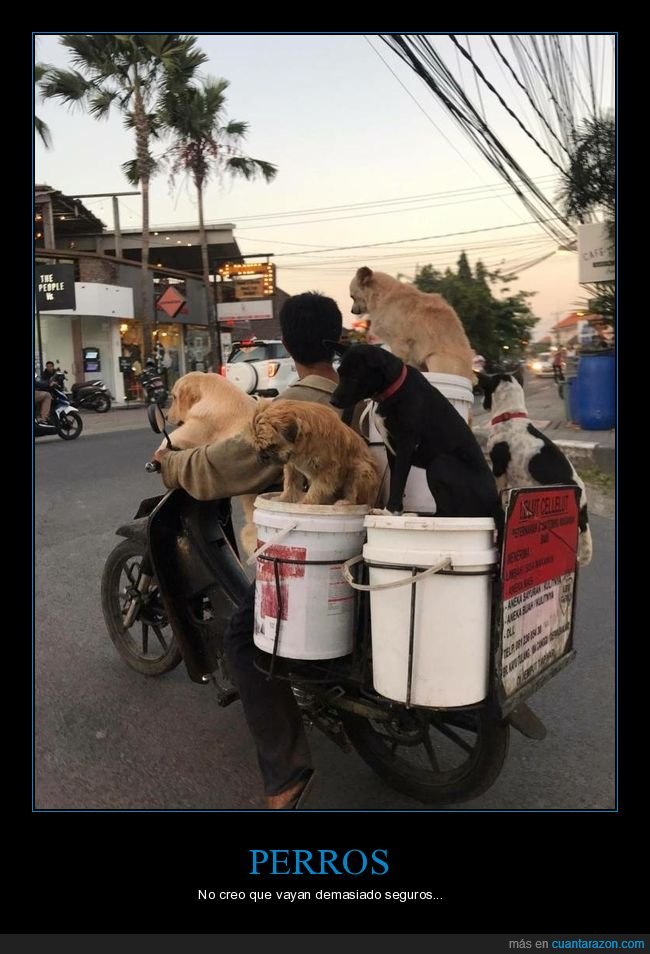 perros,moto,wtf