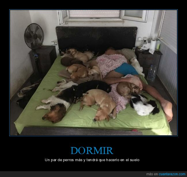 cama,perros,durmiendo