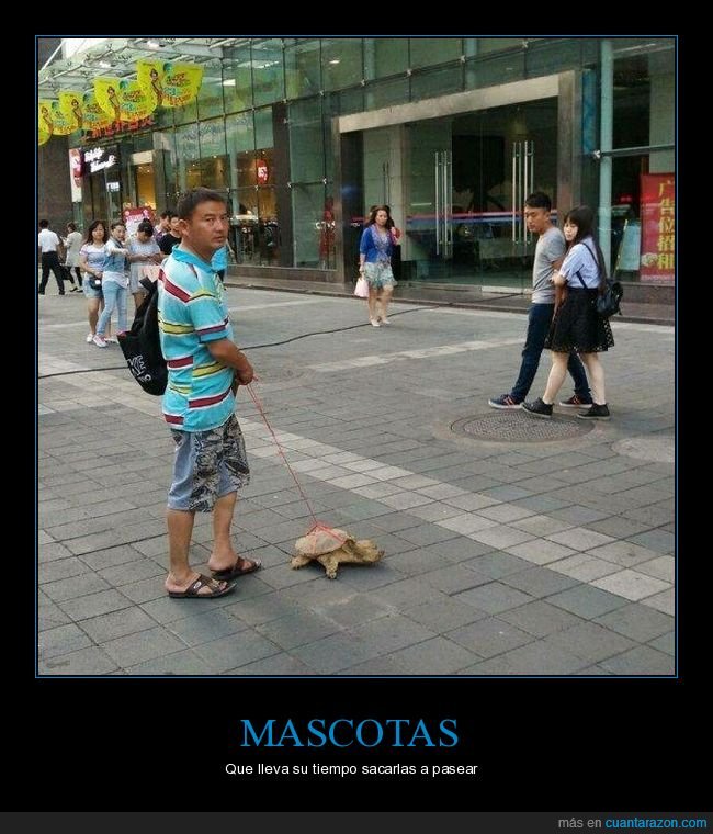 mascota,tortuga,correa