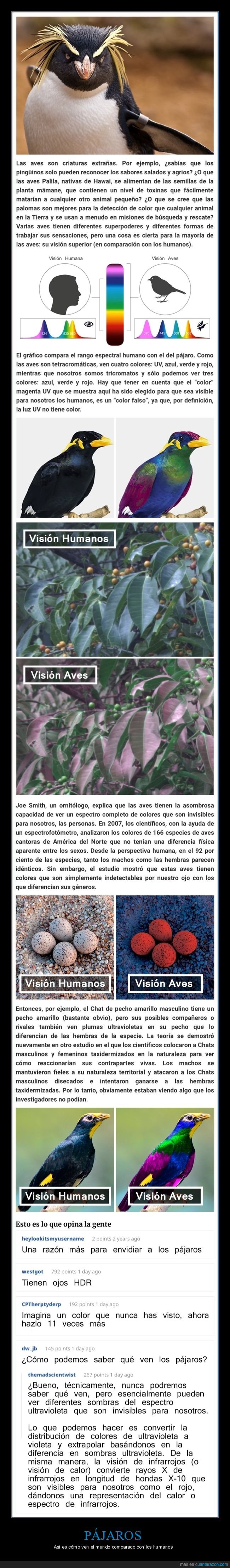 pájaros,visión,curiosidades