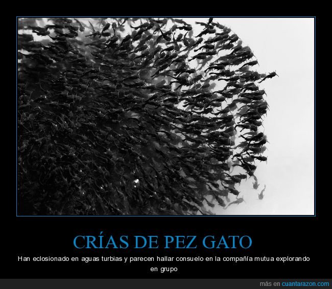 pez gato,crías,compañía