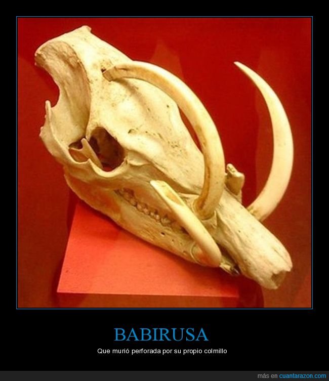 babirusa,perforada,colmillo