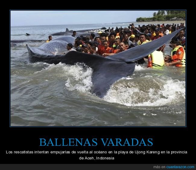 ballenas,varadas,rescatando