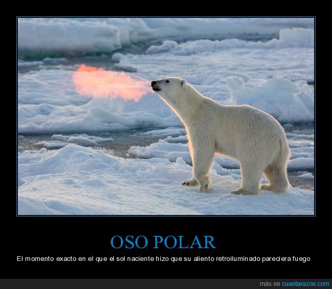 oso polar,aliento,fuego