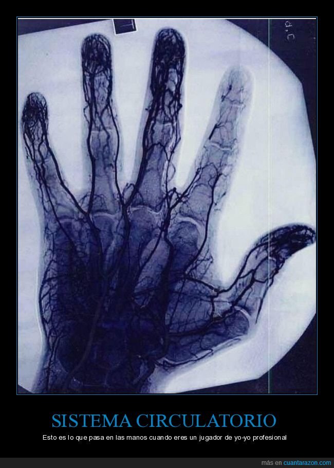 sistema circulatorio,mano,yoyo