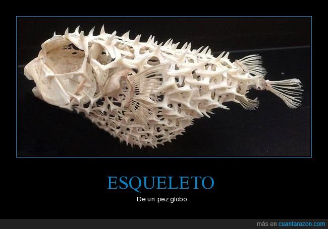 esqueleto,pez globo,curiosidades