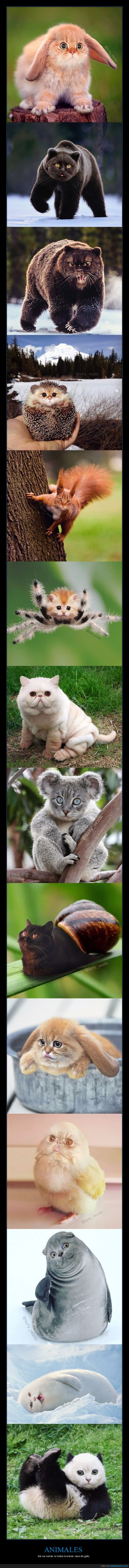 animales,caras,gatos