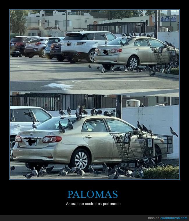 palomas,coche,wtf