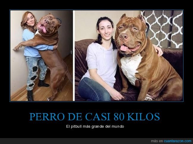 perros,gigante,pitbull