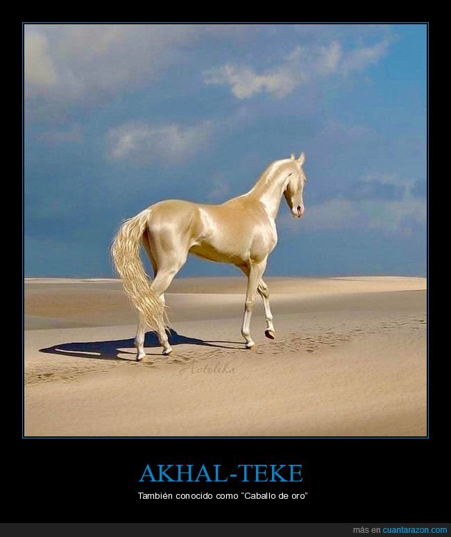 akhal-teke,caballo,oro