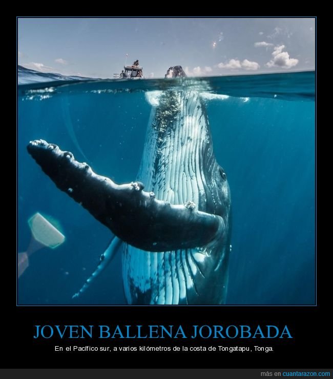 ballena,mar,fotografía