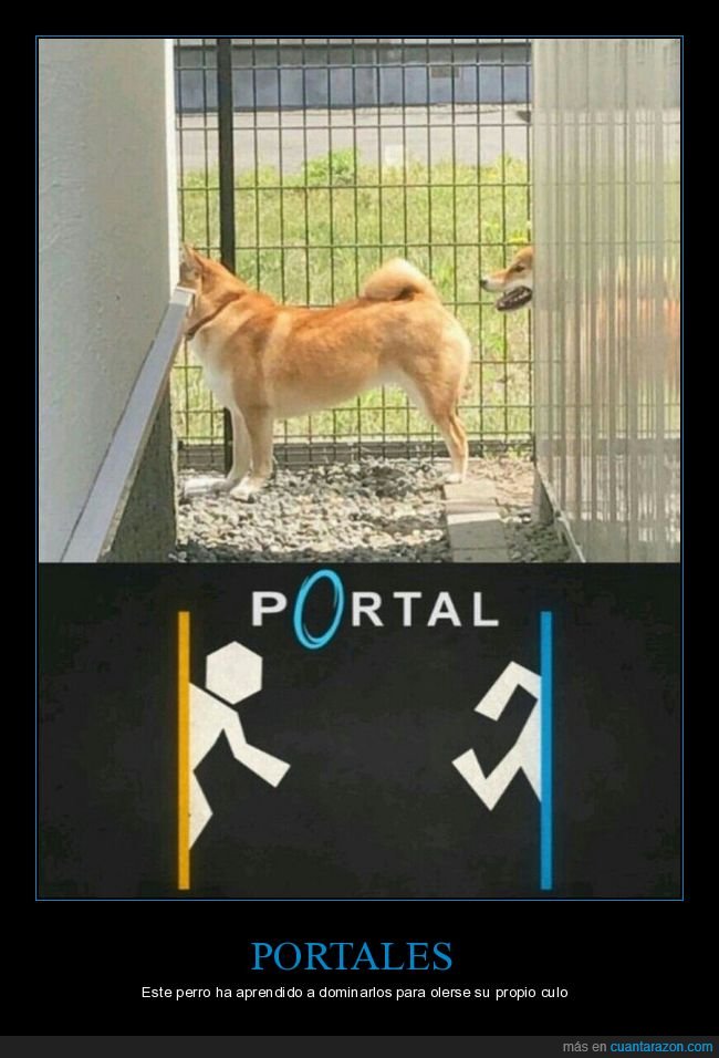 portal,perro,portales