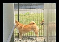 Enlace a El perro interdimensional