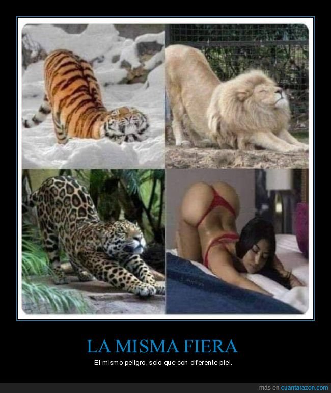 fiera,peligro,piel,tigre,león,jaguar,chica