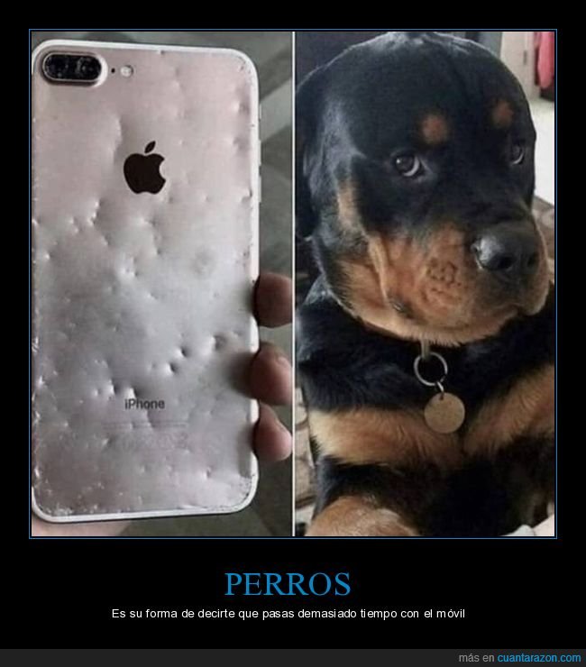 perros,móvil,mordiscos,fails