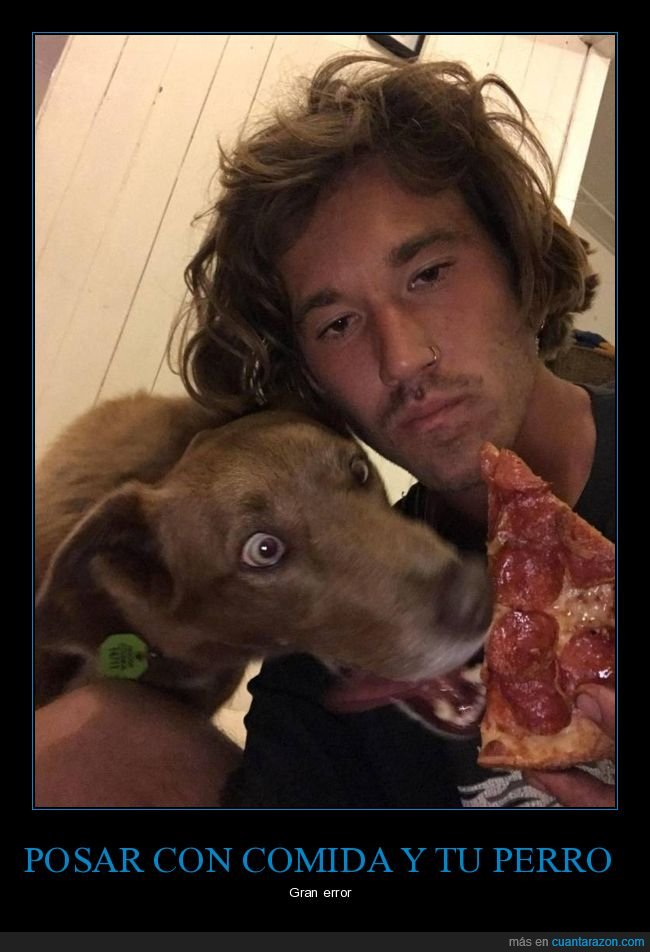 pizza,perros,momento exacto