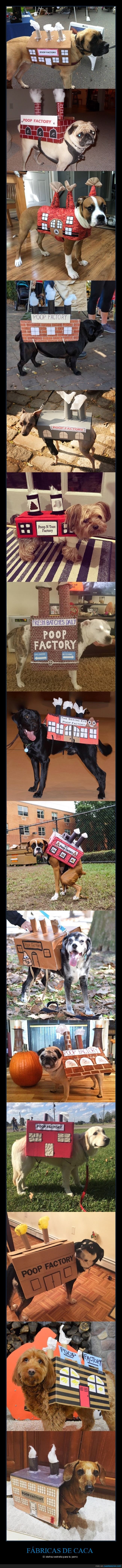 fábrica de caca,perros,disfraz