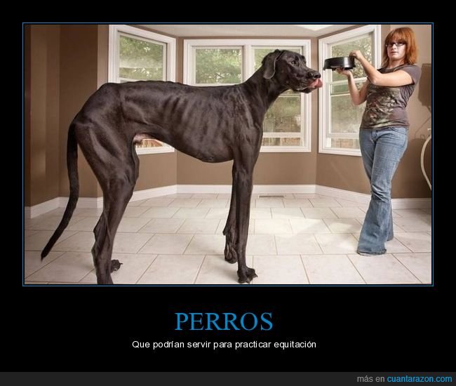 perros,gigante