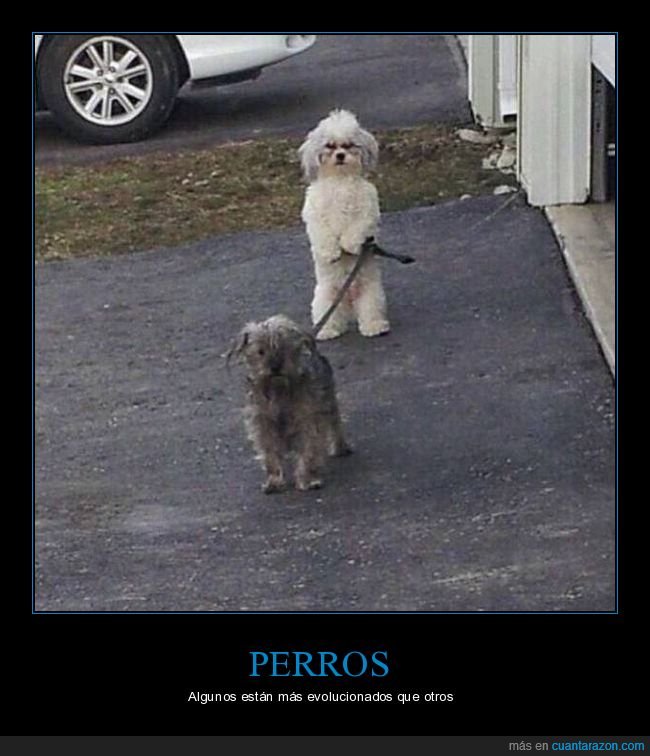 perros,paseando,correa,de pie