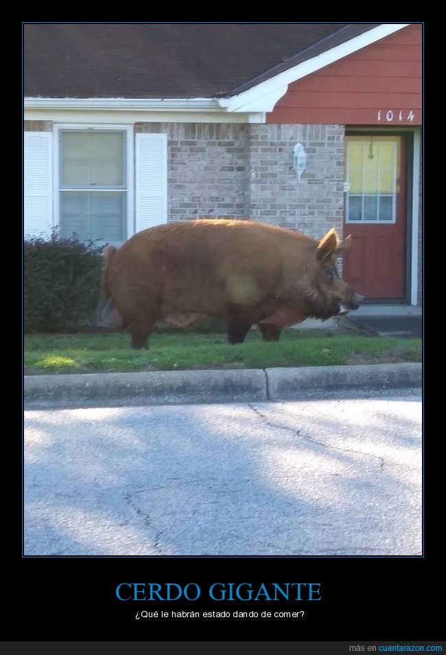 cerdo,gigante,wtf