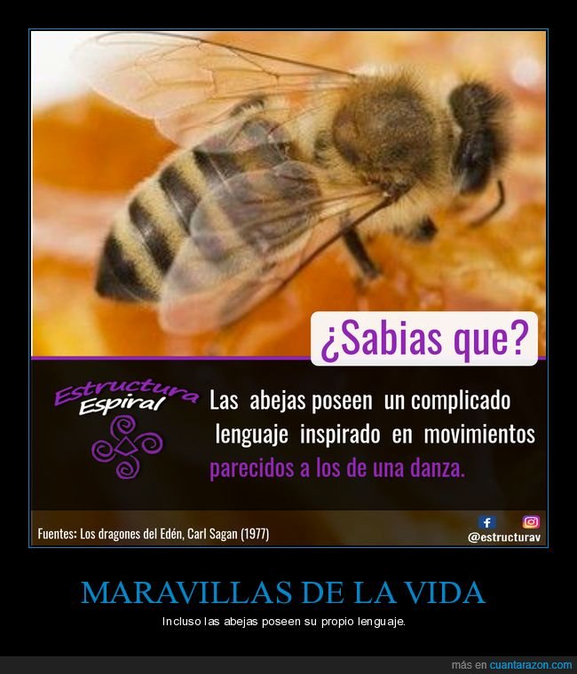 abejas,lenguaje,movimientos,danza,curiosidades