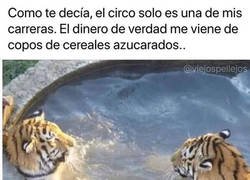 Enlace a Negocios felinos