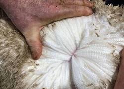 Enlace a La lana de las ovejas australianas de la raza Merino