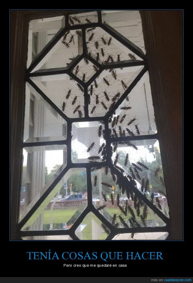 avispaas,puerta,casa,wtf