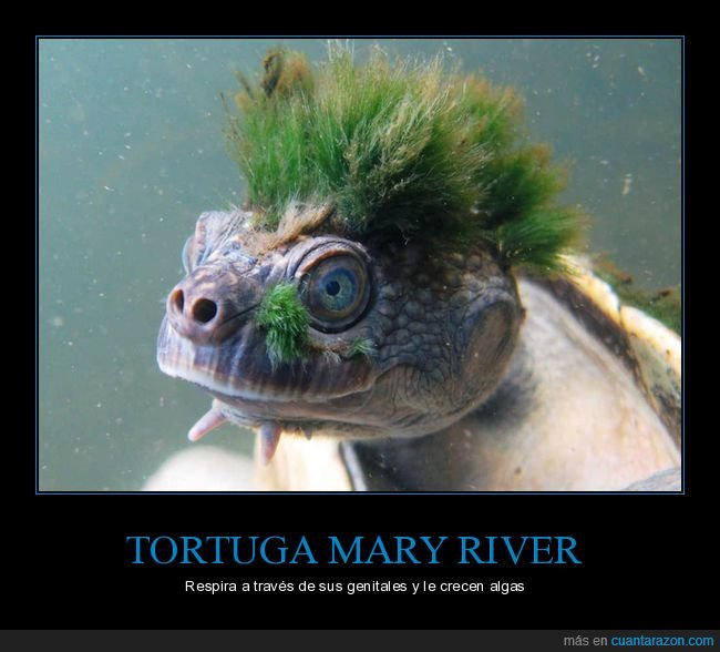 tortuga,mary river,respirar,algas