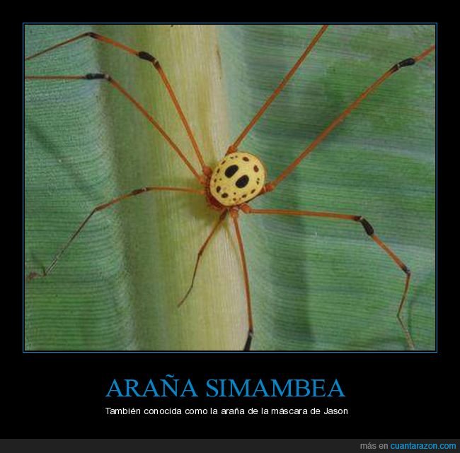 araña,araña simambea,máscara,jason