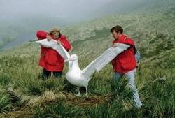 Enlace a El ave más grande capaz de volar