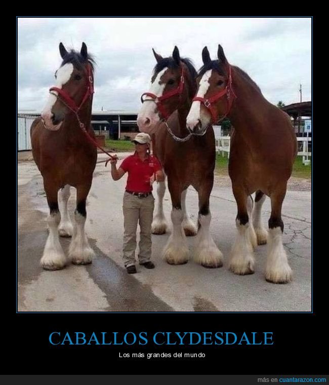 caballos,clydesdale,grandes