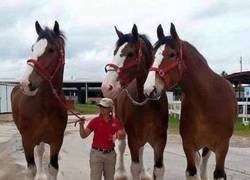 Enlace a Mega caballos