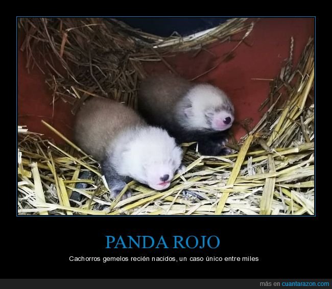panda rojo,cachorros,gemelos