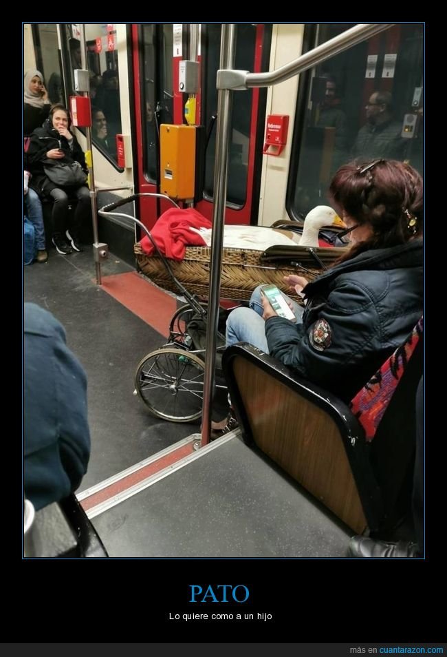 pato,carrito,metro,wtf