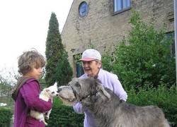 Enlace a Contraste perruno